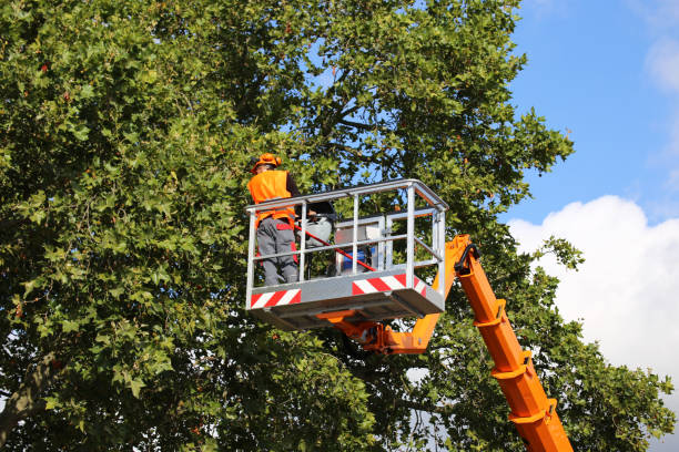 Best Tree Risk Assessment  in Rensselaer, NY