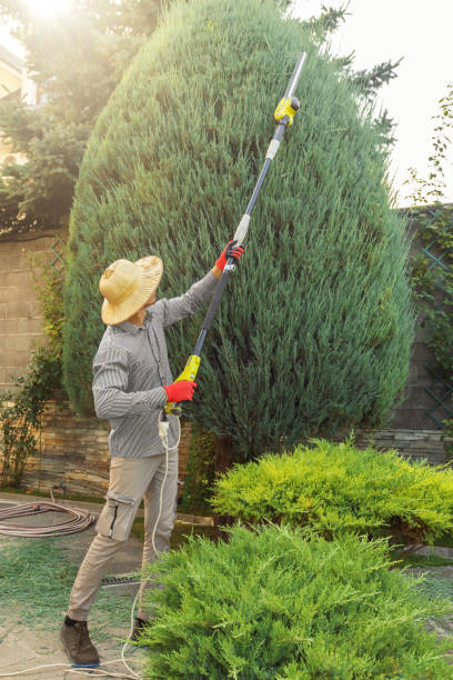 Best Lawn Watering Services  in Rensselaer, NY