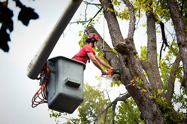 Best Hazardous Tree Removal  in Rensselaer, NY